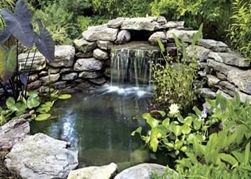 How to attract wildlife to your garden using ponds, birdbaths and water features!
