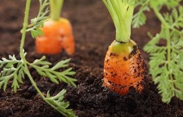 UK Water Features - Grow your own vegetables in your own back garden