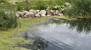 Controlling Algae Growth in your Water Feature & Pond
