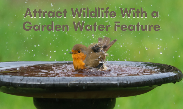 Attract Wildlife With a Garden Water Feature