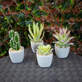 Pack of Four Succulents In Concrete Pots