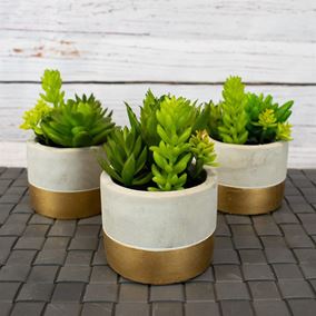 Assorted Succulents In Decorative Concrete Pots (Triple Pack)